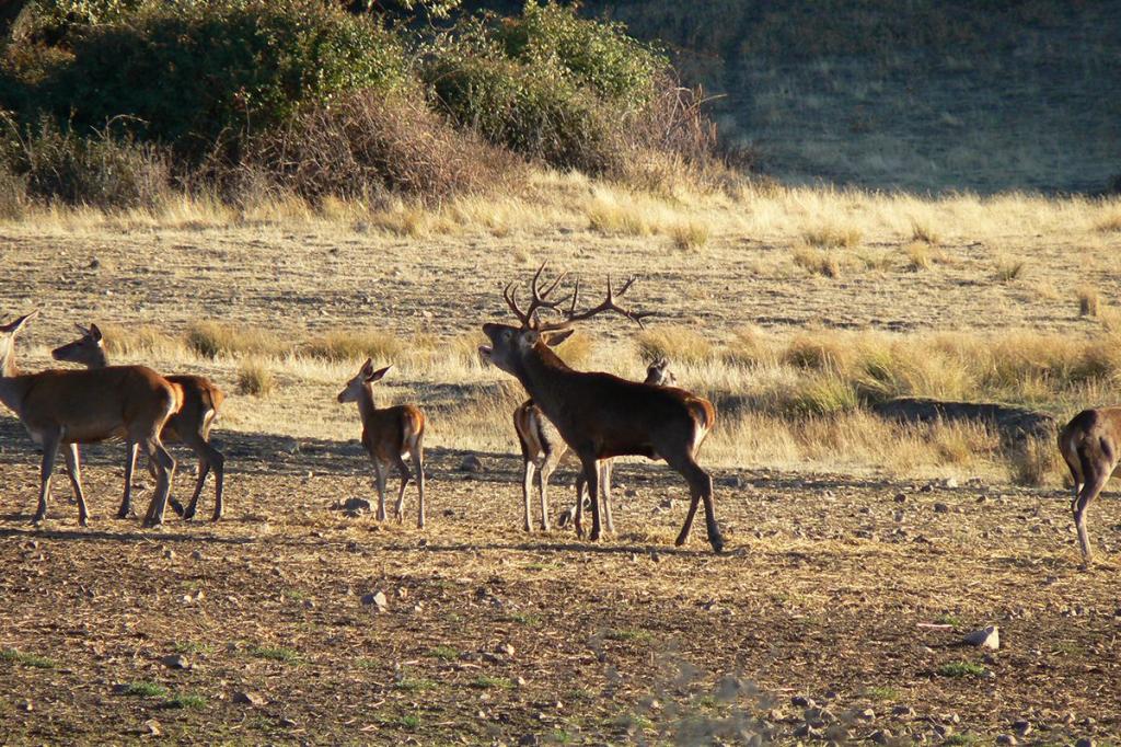 Discover the secrets of the red deer rut 2018
