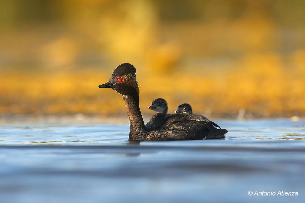 Pollution in the Odiel Marshes: a trap for the black-necked grebe